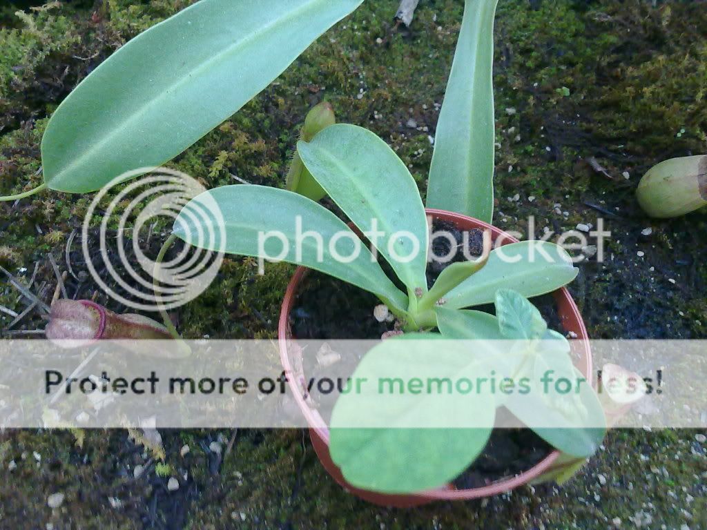 Mis plantas Tyrael048-1