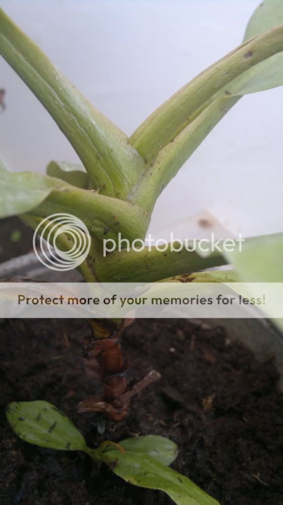 Problema con nepenthes bicalcarata. Tyrael177