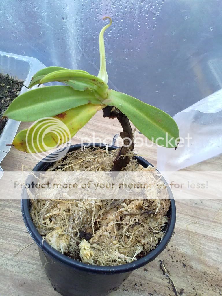 Nepenthes northiana Tyrael583