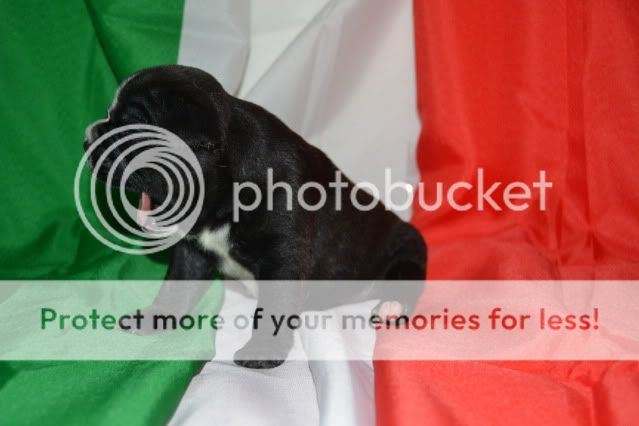 The first Italian shorty Bulls litter DSC_0073