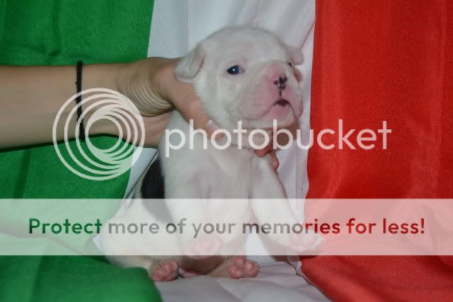 The first Italian shorty Bulls litter DSC_0087