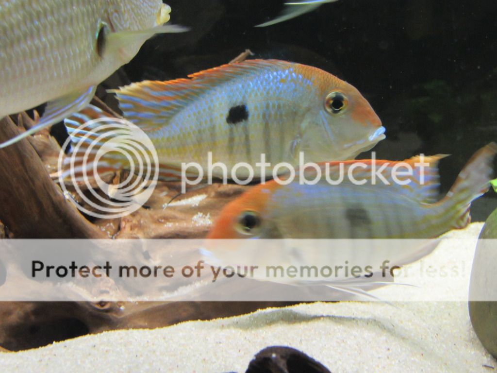 Geophagus sp.Tapajos IMG_0467_zpsiqrtyrxm