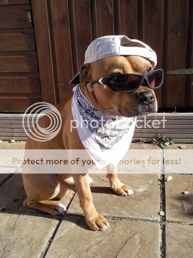 staffie in clothes  - Page 2 191384_1941903788362_962485_o_zpsbd100ee2