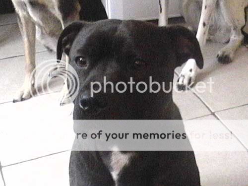 Sweet little Bobo - staffie boy Bobo_4_8_09_cropped