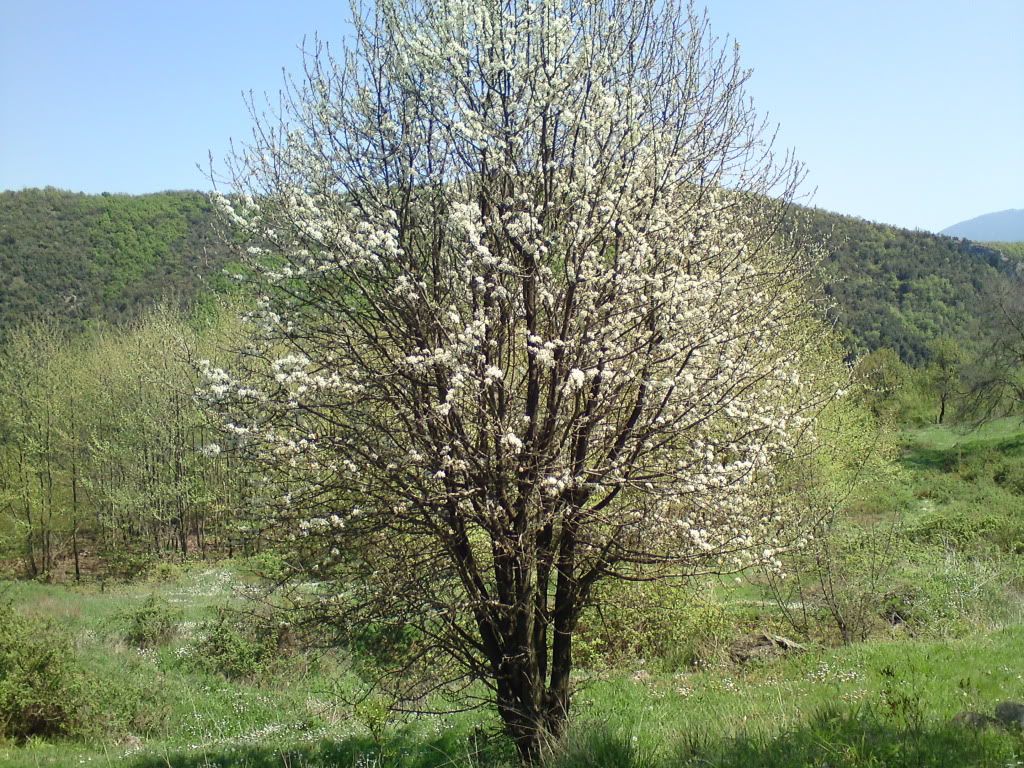 Πιερια οροι και λιγο Θεσσαλια DSC00276