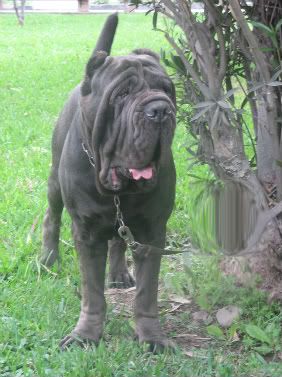 Zardoz Oaxar, hijo de campeon nacional OUrsus Saint Genaro y nieto de mambo baiaverde y ducca di mastin house, campeon latinoamericano Zardoz_7-1-1