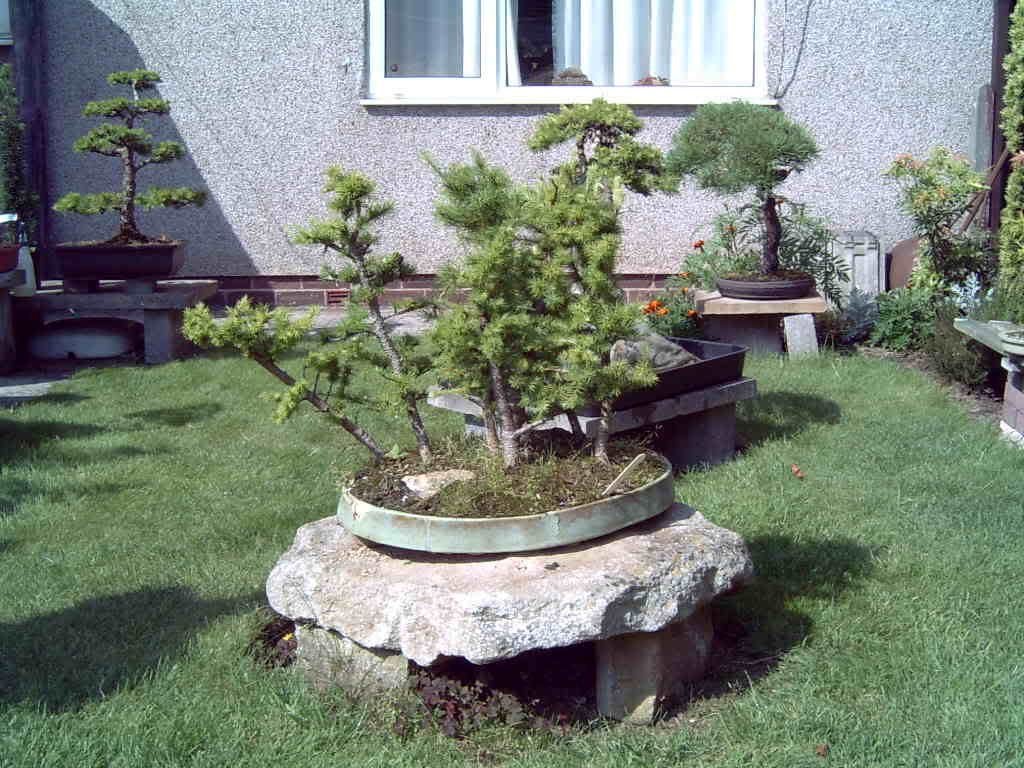larch group planted in bogwood 2009