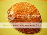 Haliotis (Abalone) Th_PICT0117