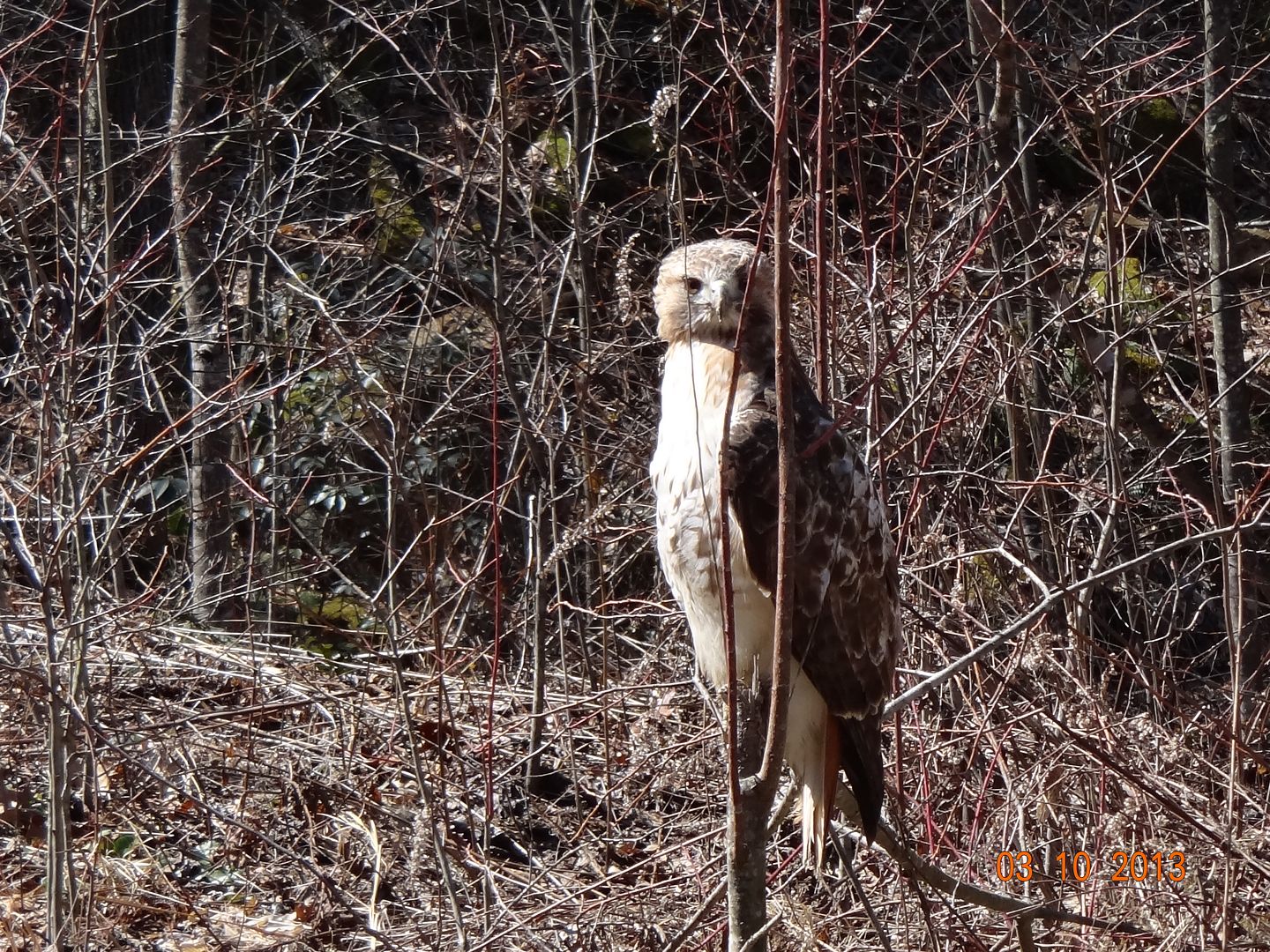 Hawk Pics ...  DSC02032