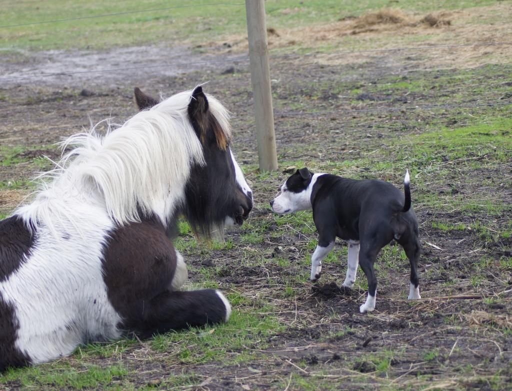 Farm life. Horsemate_zpsdfcbec9a