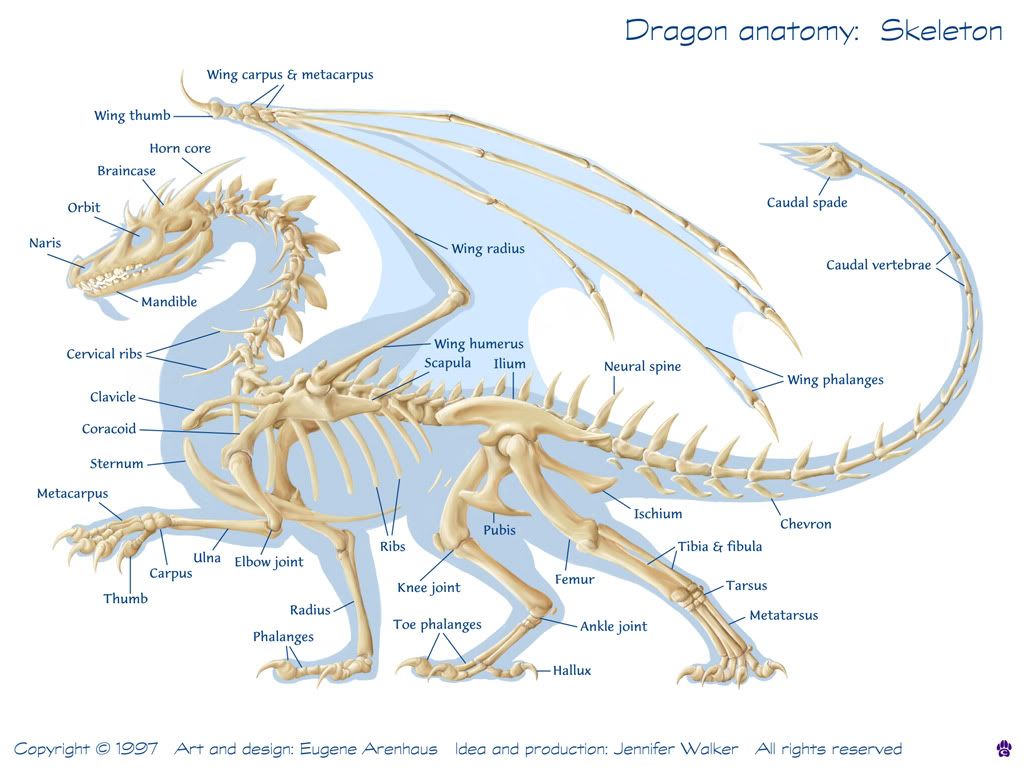 Dragons 101 Finalskeleton