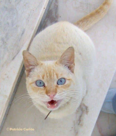 Perdido - Kiran, gato branco e creme, olhos azuis - Almada Apelo-Kiran_zpsc4a07cea