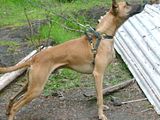 Hunting Pups for sale ( Big Island- Puna) Th_DSC00519