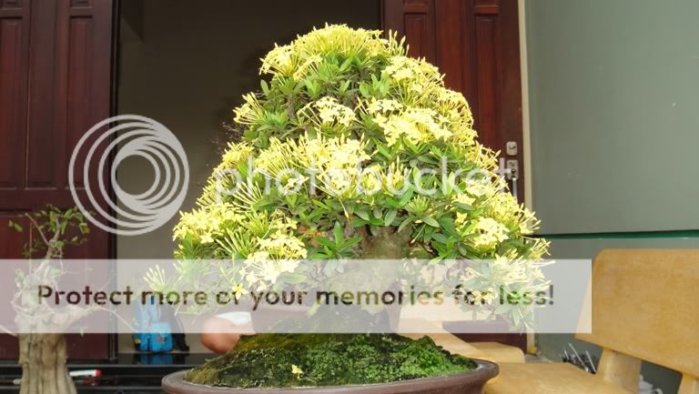 Ixora coccinea in bloom( red and yellow flower) DSC05111