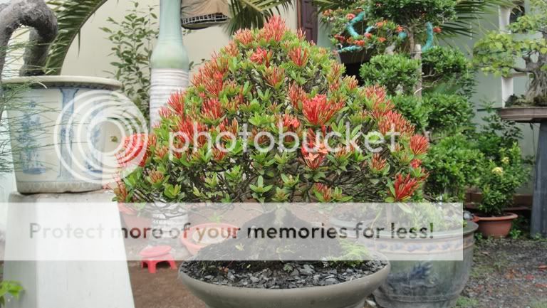 Ixora coccinea in bloom( red and yellow flower) DSC05140