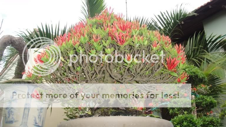 Ixora coccinea in bloom( red and yellow flower) DSC05141