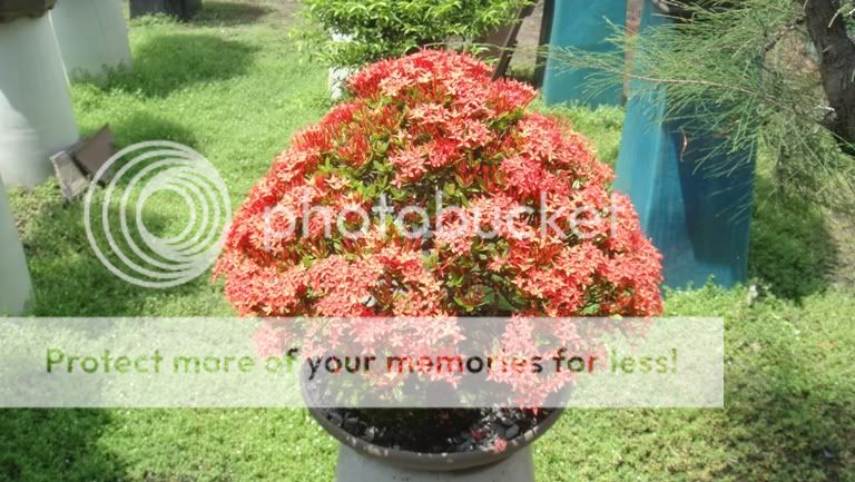 Ixora coccinea in bloom( red and yellow flower) DSC05312