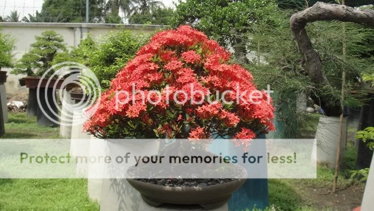 Ixora coccinea in bloom( red and yellow flower) DSC05313