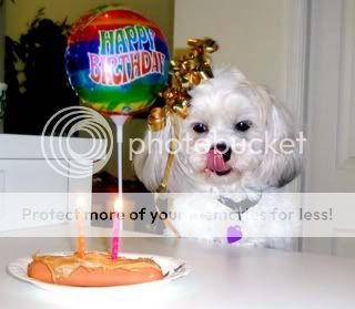 Happy Birthday SilverSunPickup !!!!! HappyBirthdayPuppy