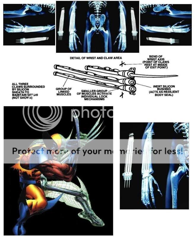 Wolverine: Logan WolverinesAdamantiumSkeleton