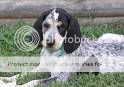 For Ali and Wolves Only! GizmotheBluetickCoonhound