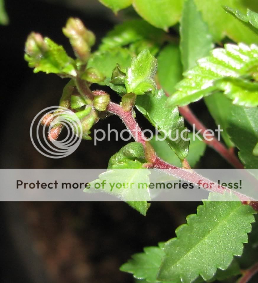 Elm leaf gall help needed C739a10c