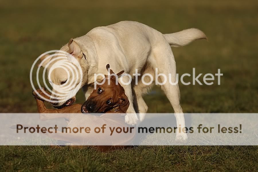 Young Ridgeback and a young Labbie _JJS5664