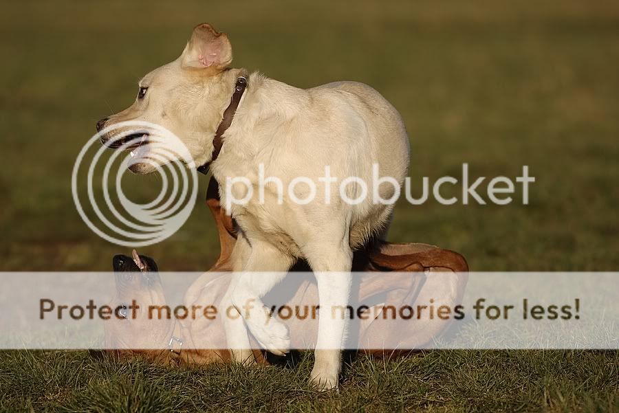 Young Ridgeback and a young Labbie _JJS5678