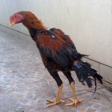 Ayam terserang kepala tengleng Normal1