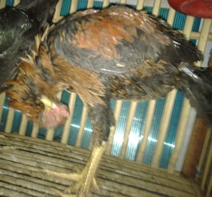 Ayam terserang kepala tengleng Tengleng1