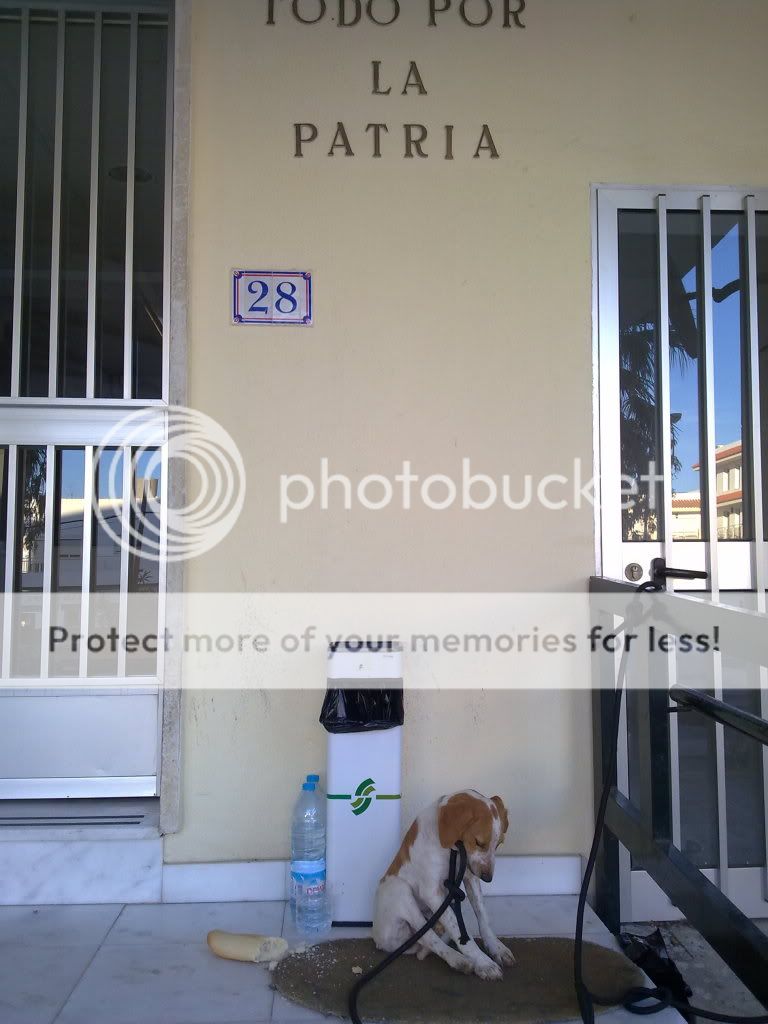 ADOPTADO!! CADIZ: CACHORRO AMARRADO EN UN CUARTEL DE LA GUARDIA CIVIL... MAÑANA VIENE LA PERRERA (PE) Abandonado2-1