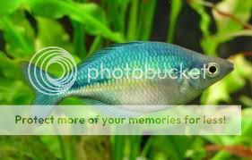 peces rainbow Images-1