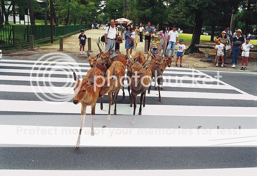 ESITTELYSSÄ: PÄIVÄREISSUT TOKION ULKOPUOLELLE 141231Nara_Park_zpshq8eo4vw