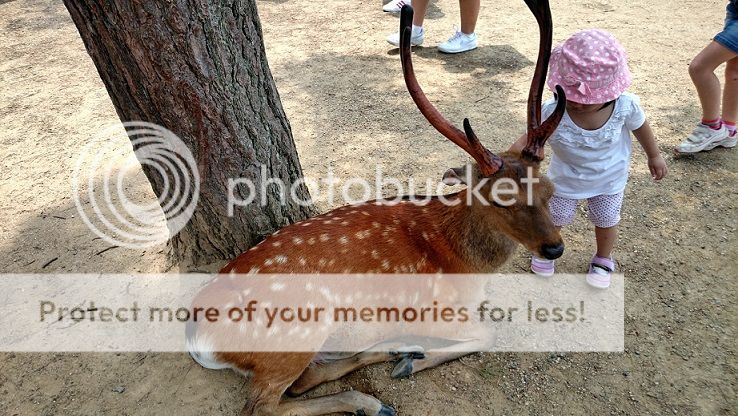 ESITTELYSSÄ: PÄIVÄREISSUT TOKION ULKOPUOLELLE DeerNaraParkJapan2_zpsqnwe9z1c