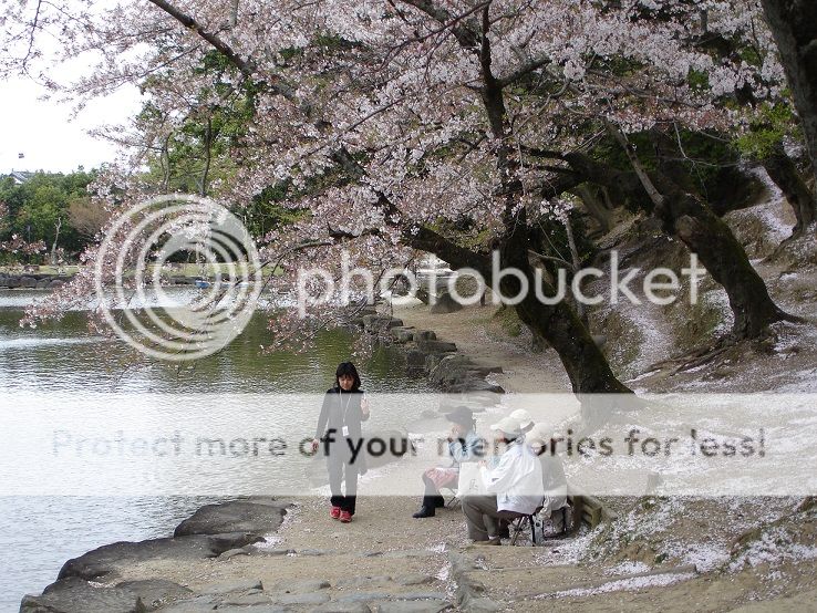 ESITTELYSSÄ: PÄIVÄREISSUT TOKION ULKOPUOLELLE Nara-japan-7_zps9guo9tvl