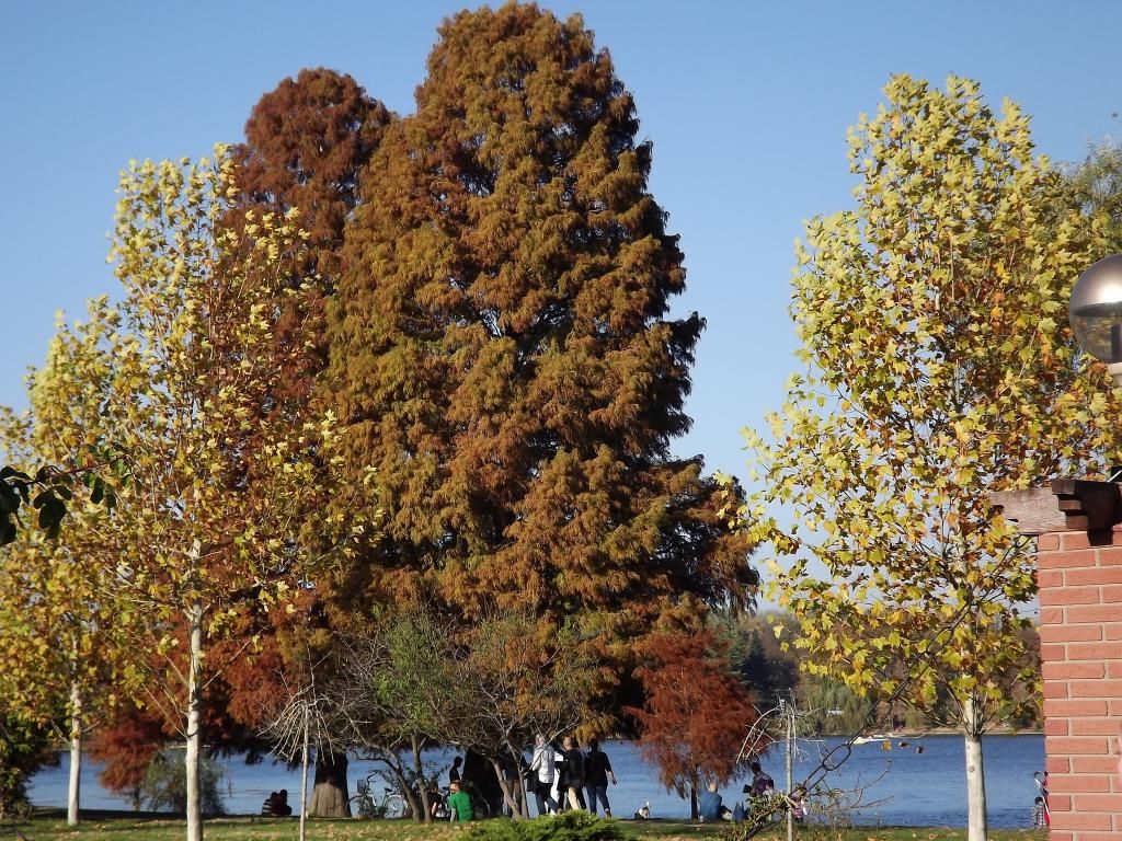 PARCUL HERASTRAU -- BUCURESTI - Pagina 13 H34_zps303abecf