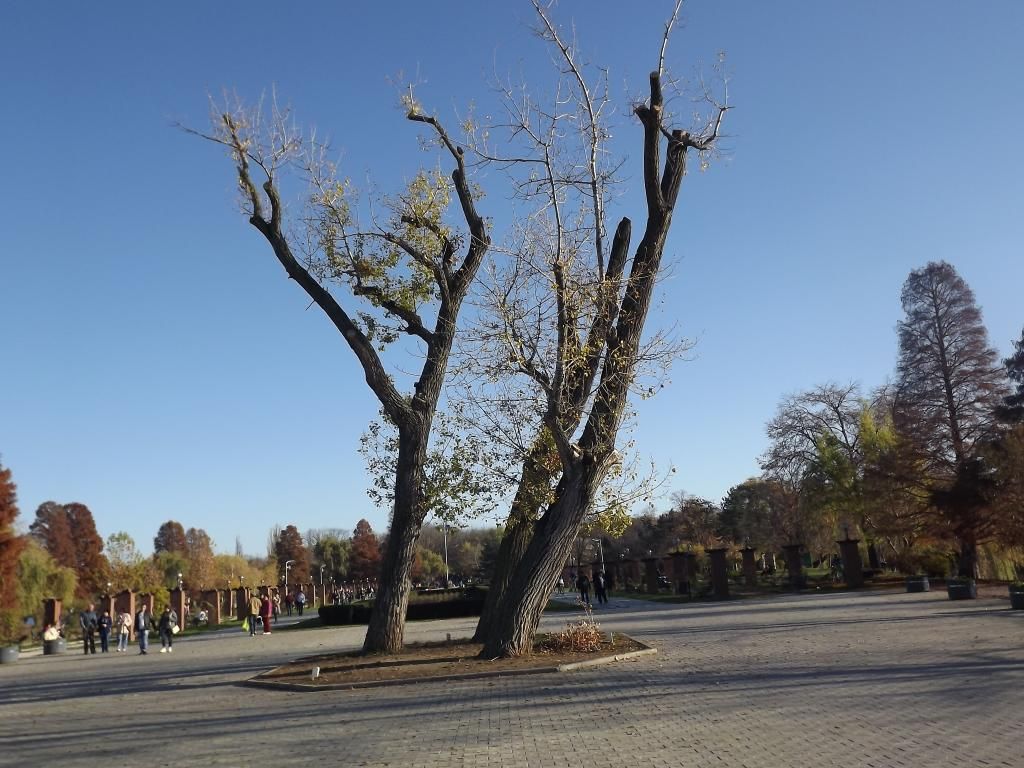 PARCUL HERASTRAU -- BUCURESTI - Pagina 13 H9_zps4014c354