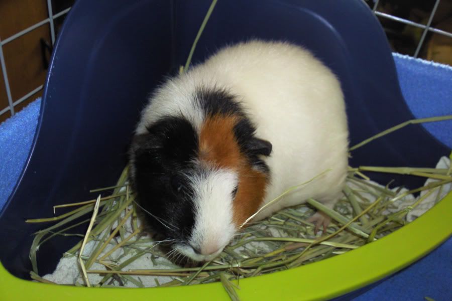 My guinea pigs! **Updated 10/21/11** Photo0247