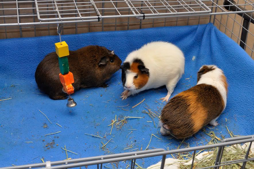 My guinea pigs! **Updated 10/21/11** _DSC5477_filtered