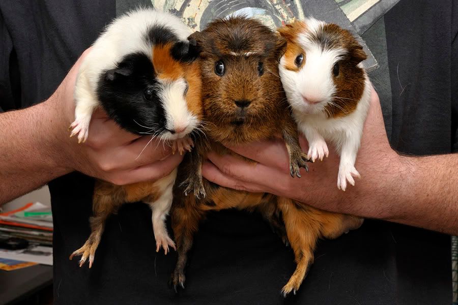 My guinea pigs! **Updated 10/21/11** _DSC5531_filtered