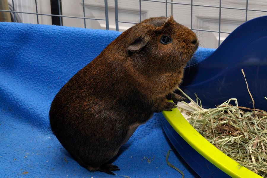 My guinea pigs! **Updated 10/21/11** _DSC6190_filtered