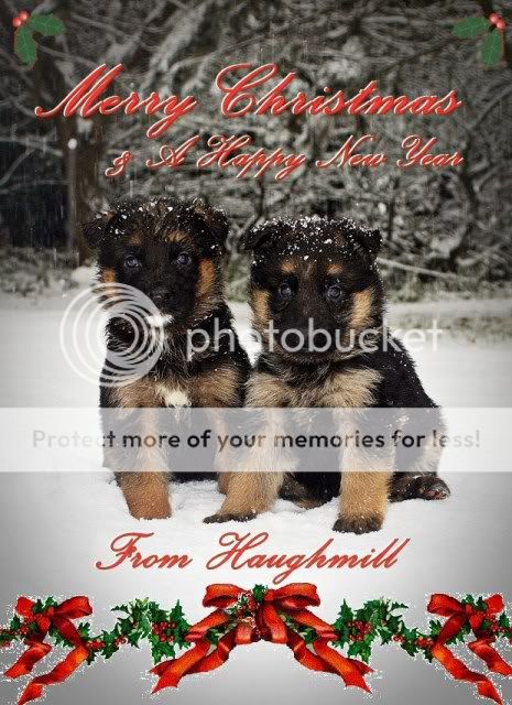 December prizewinning comp ChristmasCardphoto2465x640