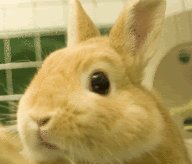 موسوعه صور غريبه جدا 2010  --rabbit-gif-animated-sweet-animal-