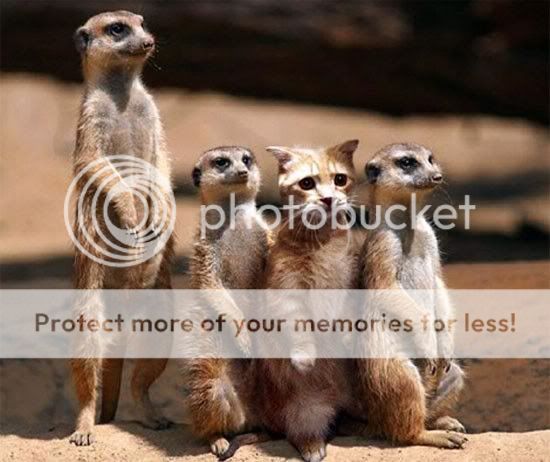 صور غريبه جدا 2010 Funny-Friends-AmO-Images-Capturi-3