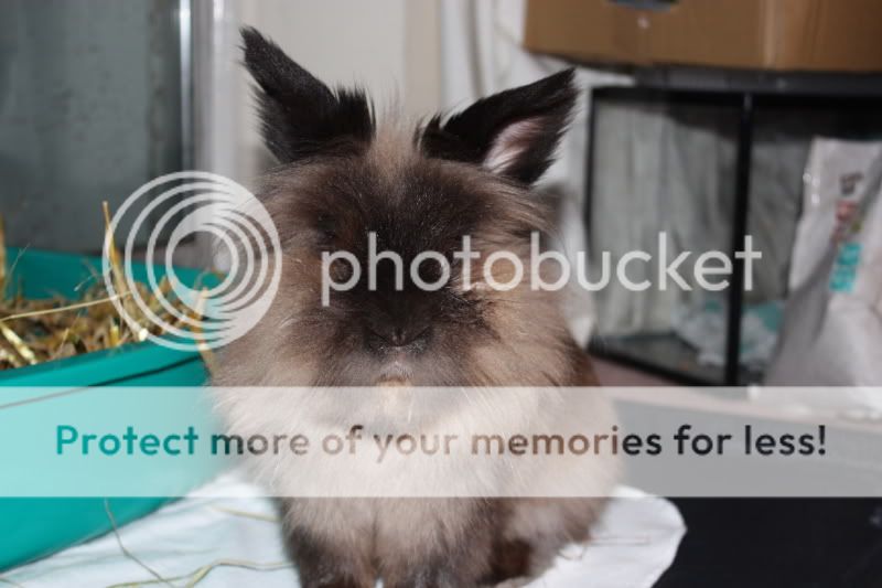 LUKE, 2-year old sable lionhead - REHOMED Luke1