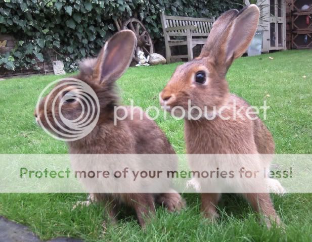 Two pairs of lionhead cross youngsters, ARC Babies4