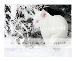 My Rping kitty piccys![more to come] White_Snow___White_Cat_II_by_ace_of