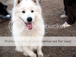 dbsk with their doggies~ 1080217yh3