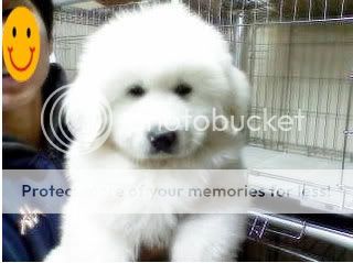 dbsk with their doggies~ 19sf2