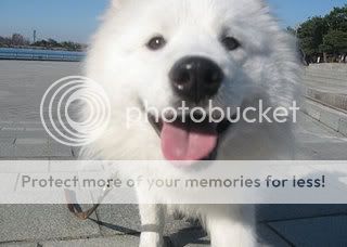 dbsk with their doggies~ 5071130qq0